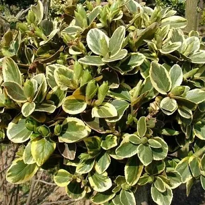 Бересклет КАНАДЕЙЛ ГОЛД   Бересклет КАНАДЕЙЛ ГОЛД  в Тюмени