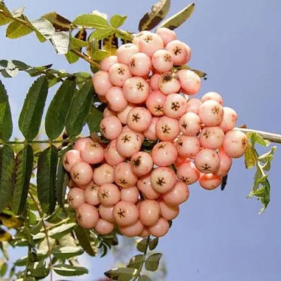 Рябина ПИНК ВЕЙЛ  Рябина ПИНК ВЕЙЛ в Тюмени