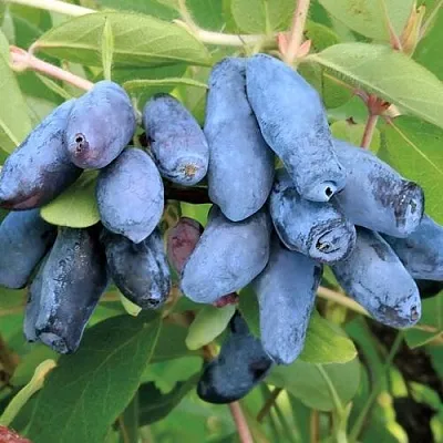 Жимолость съедобная ПАВЛОВСКАЯ  Жимолость съедобная ПАВЛОВСКАЯ в Тюмени