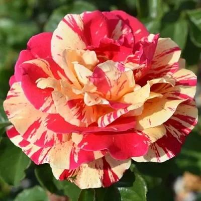 Саженцы роз ВАНИЛЛА ФРАЙЗ плетистая  Саженцы роз ВАНИЛЛА ФРАЙЗ плетистая в Тюмени