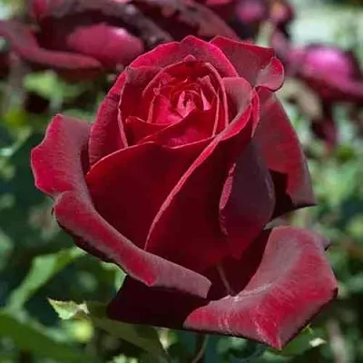 Саженцы роз ПАПА МЕЙЯН чайно-гибридная в Тюмени