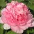 Пион ИМПЕРАТОРСКАЯ НАЛОЖНИЦА древовидный — описание сорта Пион ИМПЕРАТОРСКАЯ НАЛОЖНИЦА древовидный в Тюмени