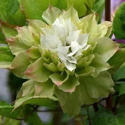 Клематис СЕН-НО-КЕЙЗ  Клематис СЕН-НО-КЕЙЗ в Тюмени