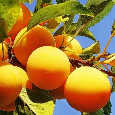 Желтая  в Тюмени