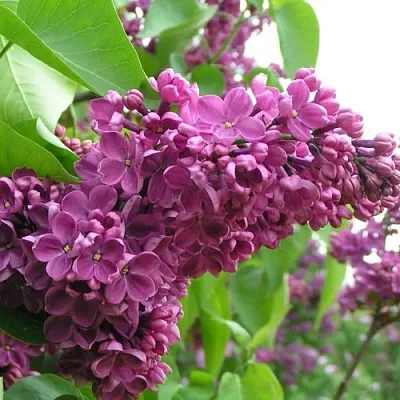 Сирень ДЕНЬ ПОБЕДЫ  Сирень ДЕНЬ ПОБЕДЫ в Тюмени