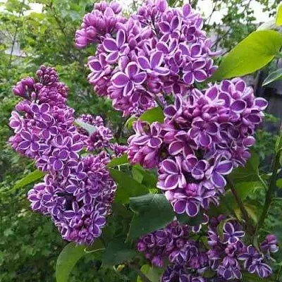 Сирень СЕНСАЦИЯ  Сирень СЕНСАЦИЯ в Тюмени