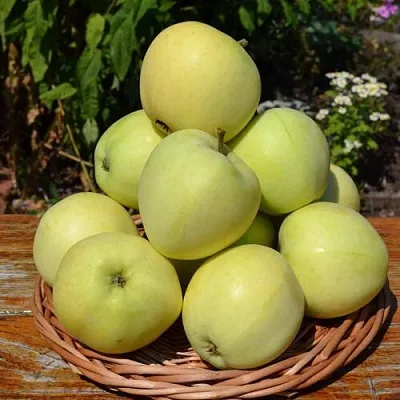 Яблоня ПАПИРОВКА в Тюмени