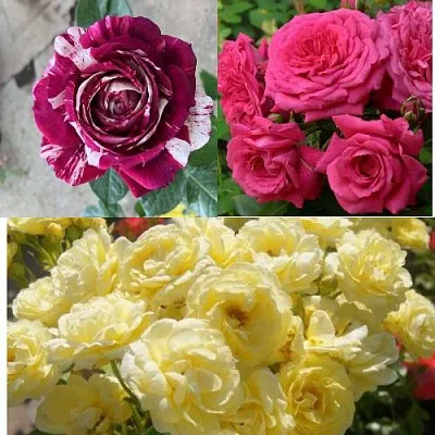 Комплект РОЗОВЫЙ АКЦЕНТ в Тюмени