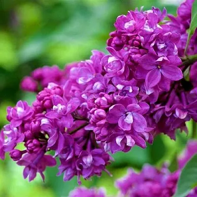 Сирень ОГНИ ДОНБАССА  Сирень ОГНИ ДОНБАССА в Тюмени