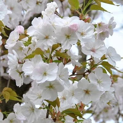 Сакура САНСЕТ БУЛЕВАРД  Сакура САНСЕТ БУЛЕВАРД в Тюмени