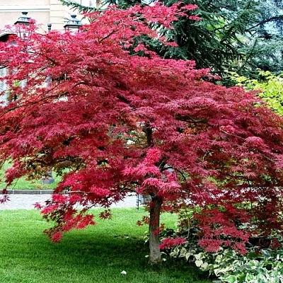 Клен пальмолистный в Тюмени