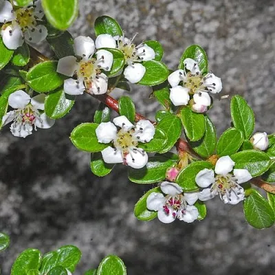 Кизильник ТАНГСТЕДТ горизонтальный   Кизильник ТАНГСТЕДТ горизонтальный  в Тюмени