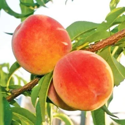 Персик ОНТАРИО в Тюмени