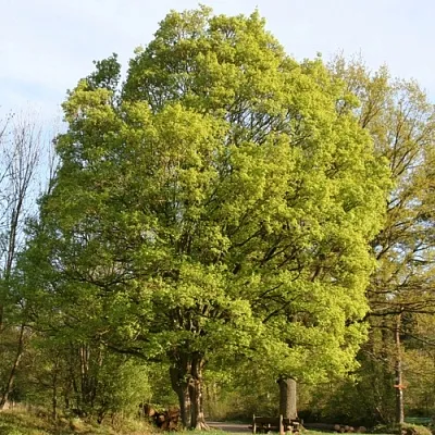 Клен полевой  Клен полевой в Тюмени
