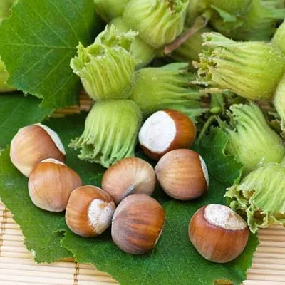 Фундук КРЕПКИЙ ОРЕШЕК  Фундук КРЕПКИЙ ОРЕШЕК в Тюмени