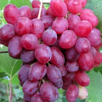 Виноград КИШМИШ ВЕЛЕС в Тюмени