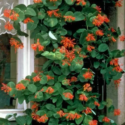 Жимолость ДРОМПОР СКАРЛЕТТ брауна в Тюмени