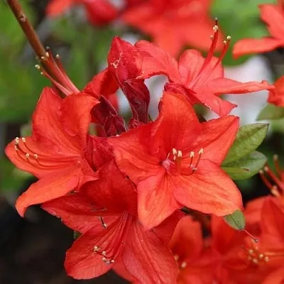 Азалия ПАРКФАЕР листопадная в Тюмени