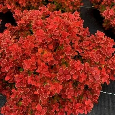 Барбарис РЕД ХОТ ЧИЛИ тунберга в Тюмени