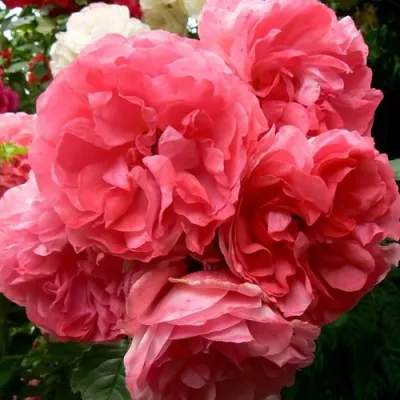 Саженцы роз РОЗЕУМ ЮТЕРСОН плетистая — описание сорта Саженцы роз РОЗЕУМ ЮТЕРСОН плетистая в Тюмени