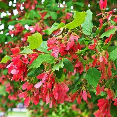 Клен татарский в Тюмени