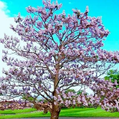 Павловния Павловния в Тюмени