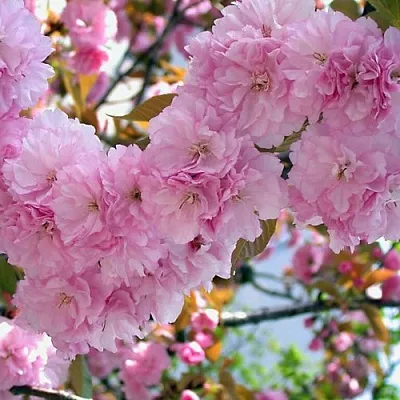 Сакура ОШИДАРЕ  Сакура ОШИДАРЕ в Тюмени