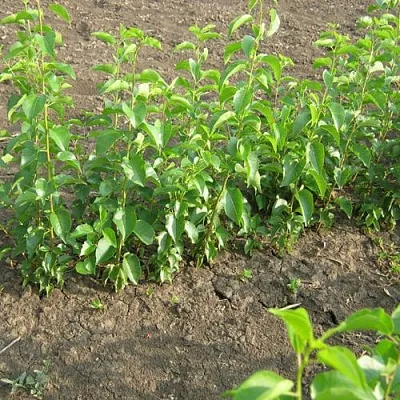 Подвой вишни АНТИПКА в Тюмени