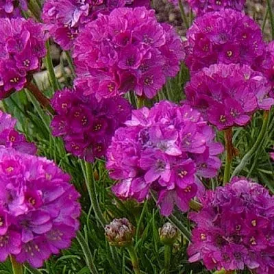 Армерия МОНИНГ СТАР ДИП РОУЗ  Армерия МОНИНГ СТАР ДИП РОУЗ в Тюмени