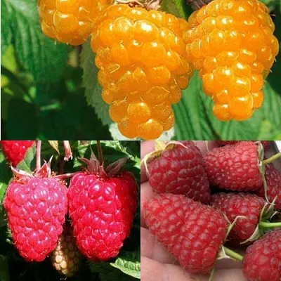 Комплект ЗОЛОТАЯ МАЛИНА в Тюмени