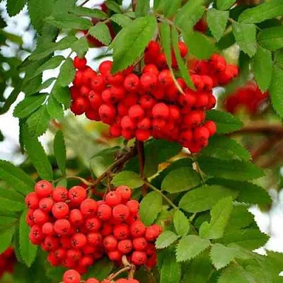 Рябина ОБЫКНОВЕННАЯ  Рябина ОБЫКНОВЕННАЯ в Тюмени