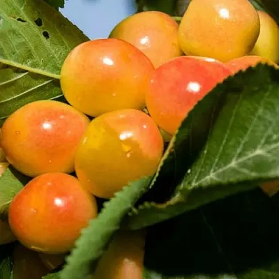 Дюк (черевишня) БЕЛОЧКА  Дюк (черевишня) БЕЛОЧКА в Тюмени