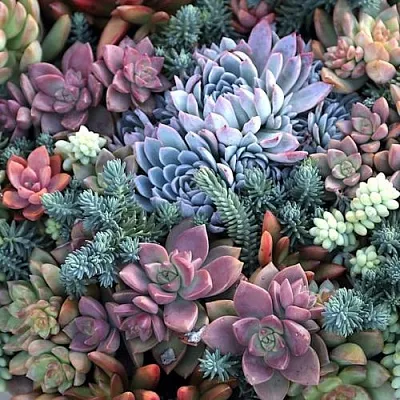 Суккуленты  Суккуленты в Тюмени