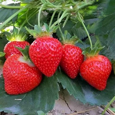 Клубника ТЕА  Клубника ТЕА в Тюмени