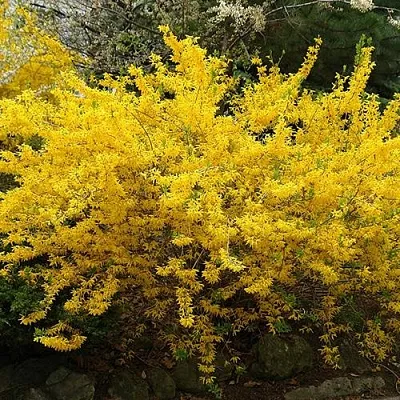 Форзиция ГОЛДЗАУБЕР средняя  Форзиция ГОЛДЗАУБЕР средняя в Тюмени