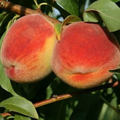 Персик МАРИЯ  Персик МАРИЯ в Тюмени