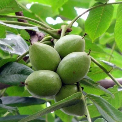 Орех маньчжурский МИЧУРИНЕЦ  Орех маньчжурский МИЧУРИНЕЦ в Тюмени