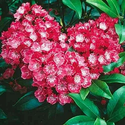 Кальмия КАРДИНАЛ  Кальмия КАРДИНАЛ в Тюмени