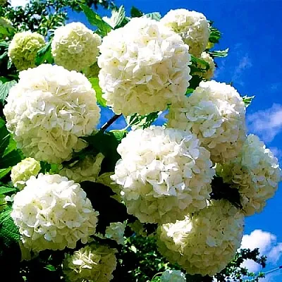 Калина БУЛЬДЕНЕЖ  Калина БУЛЬДЕНЕЖ в Тюмени