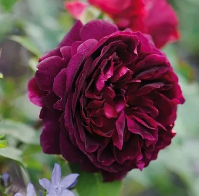 Саженцы роз МАНСТЕД ВУД английская  Саженцы роз МАНСТЕД ВУД английская в Тюмени