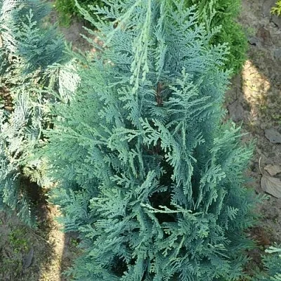 Кипарисовик КОЛУМНАРИС лавсона  Кипарисовик КОЛУМНАРИС лавсона в Тюмени