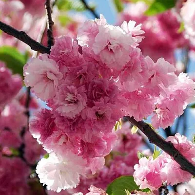 Сакура ПИНК ПЕРФЕКШН  Сакура ПИНК ПЕРФЕКШН в Тюмени