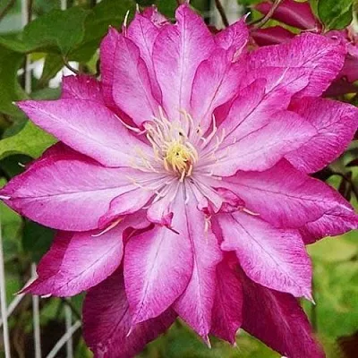 Клематис КАЕН  Клематис КАЕН в Тюмени