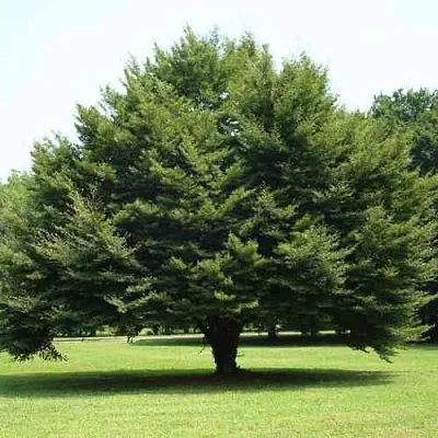 Бук обыкновенный в Тюмени