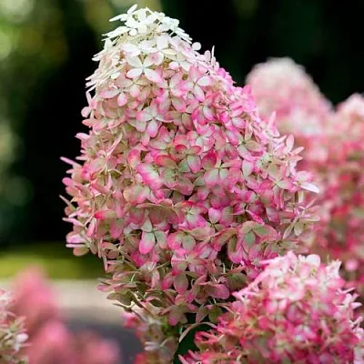 Гортензия РОЯЛ ФЛОВЕР метельчатая в Тюмени