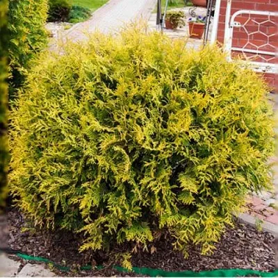Туя КОЛЛЕРС ГОЛД складчатая  Туя КОЛЛЕРС ГОЛД складчатая в Тюмени