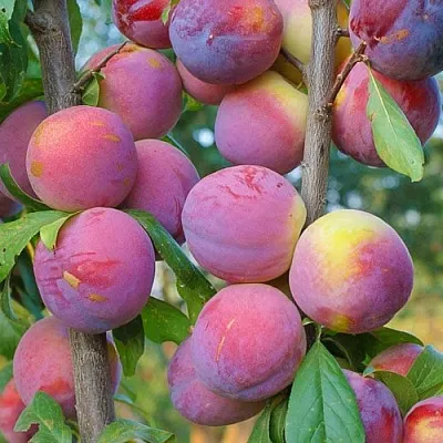 Слива КОЛОННОВИДНАЯ в Тюмени