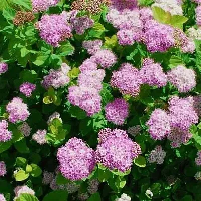 Спирея ПИНК СПАРКЛЕР  Спирея ПИНК СПАРКЛЕР в Тюмени