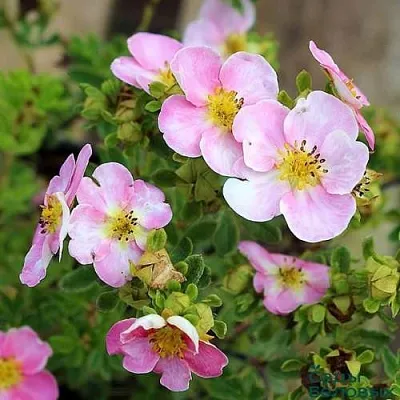 Лапчатка НЬЮ ДАУН кустарниковая  Лапчатка НЬЮ ДАУН кустарниковая в Тюмени