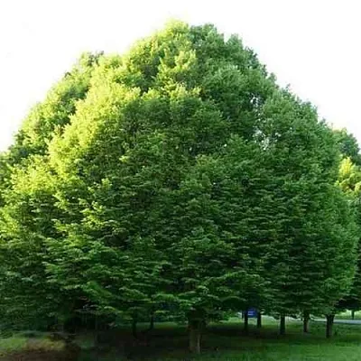 Граб японский  Граб японский в Тюмени